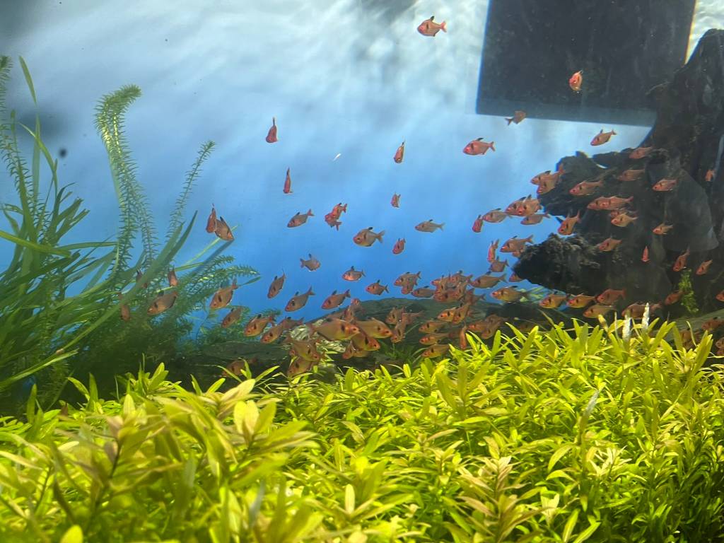Oceanic Aquarium, Balneário Camboriú, Santa Catarina Oceanic Aquarium, Balneário Camboriú, Santa Catarina