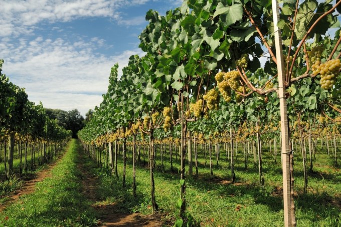 Cooperativa Vinícola Aurora em Bento Gonçalves Rio Grande do Sul