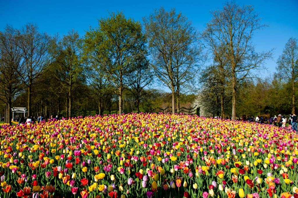 Keukenhof, na Holanda Keukenhof, na Holanda