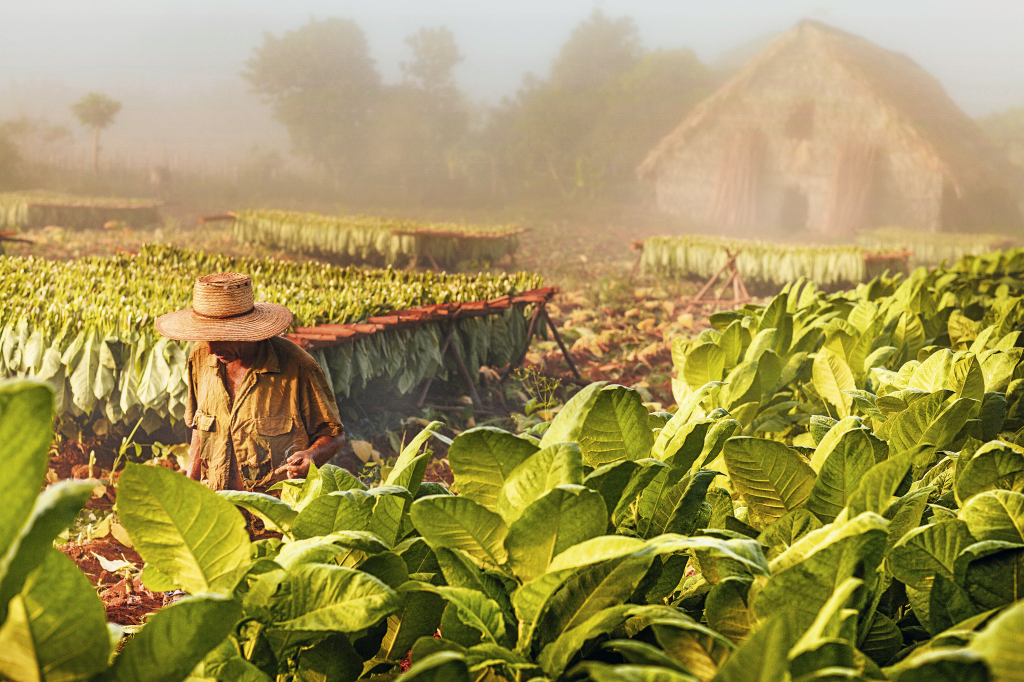 Plantação de tabaco em Viñales, Cuba Plantação de tabaco em Viñales, Cuba
