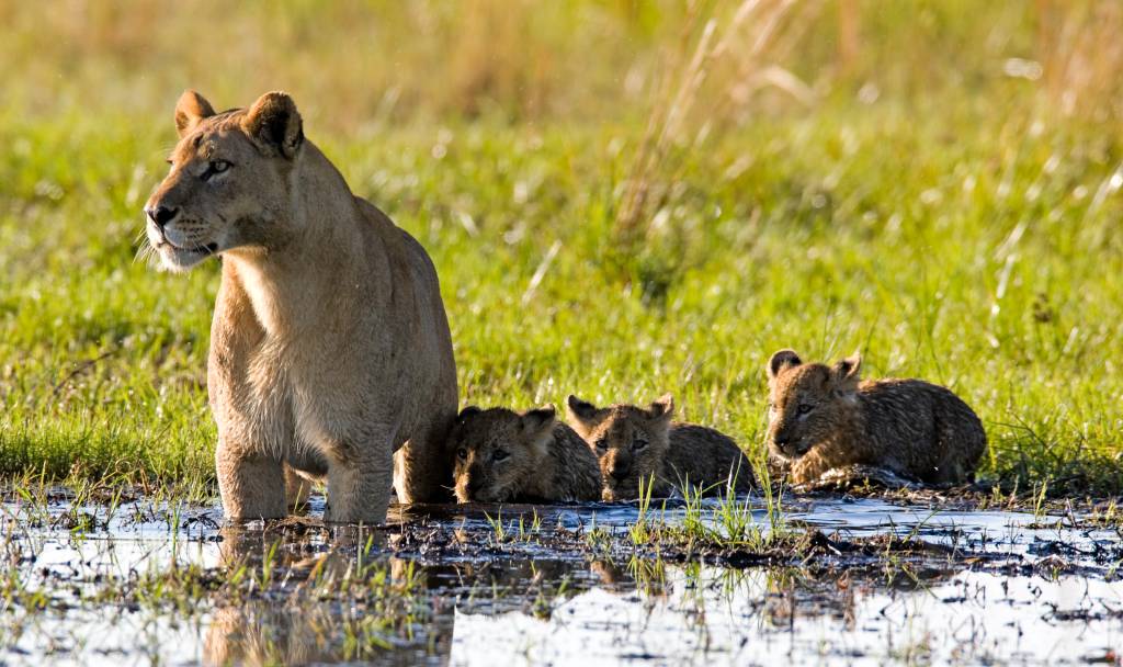 Lawrence Wahba indica lugares para ver animais de pertinho