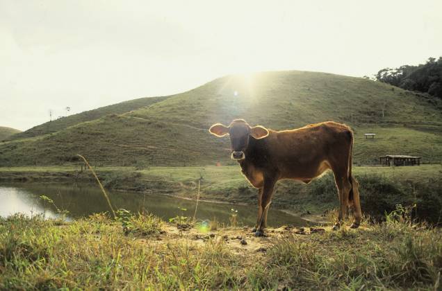 Bezerro na Barra do Piraí (RJ), onde a maior parte das atrações ficam na zona rural. Para conhecer a roça, uma boa pedida é o roteiro das fazendas do ciclo do café Bezerro na Barra do Piraí (RJ), onde a maior parte das atrações ficam na zona rural. Para conhecer a roça, uma boa pedida é o roteiro das fazendas do ciclo do café