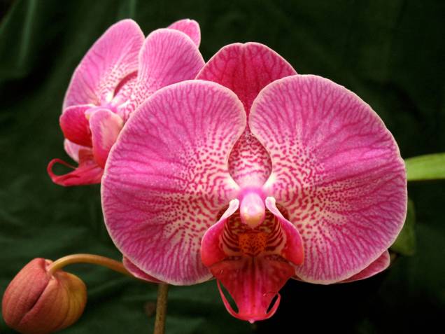 Uma das atrações da cidade é o Orquidário Aranda com mais de 5 mil orquídeas em exposição e cerca de 500 à venda Uma das atrações da cidade é o Orquidário Aranda com mais de 5 mil orquídeas em exposição e cerca de 500 à venda