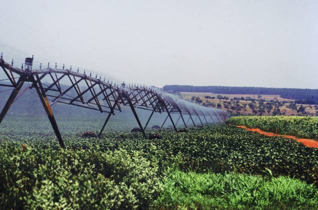 Plantação de milho, na Fazenda Canadá, do Grupo Algar Plantação de milho, na Fazenda Canadá, do Grupo Algar