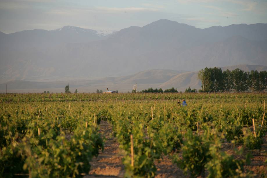 Mendoza produz quase 80% da produção de vinho da Argentina. A colheita da uva é celebrada com música e desfiles na Festa Nacional da Vindima, em março Mendoza produz quase 80% da produção de vinho da Argentina. A colheita da uva é celebrada com música e desfiles na Festa Nacional da Vindima, em março