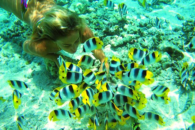 Peixes borboleta em mergulho próximo ao Tahiti Peixes borboleta em mergulho próximo ao Tahiti