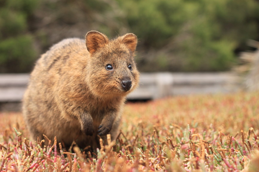 O quokka (<em>Setonix brachyurus</em>) é um pequeno marsupial endêmico da Austrália. Este exemplar foi fotografado na ilha Rottnest, próxima ao litoral de Perth