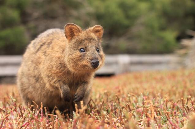 O quokka (<em>Setonix brachyurus</em>) é um pequeno marsupial endêmico da Austrália. Este exemplar foi fotografado na ilha Rottnest, próxima ao litoral de Perth O quokka (<em>Setonix brachyurus</em>) é um pequeno marsupial endêmico da Austrália. Este exemplar foi fotografado na ilha Rottnest, próxima ao litoral de Perth