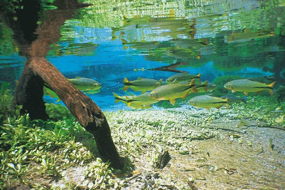 A transparência da água, possível pela alta concentração de cálcio, substância decantadora, é impressionante A transparência da água, possível pela alta concentração de cálcio, substância decantadora, é impressionante