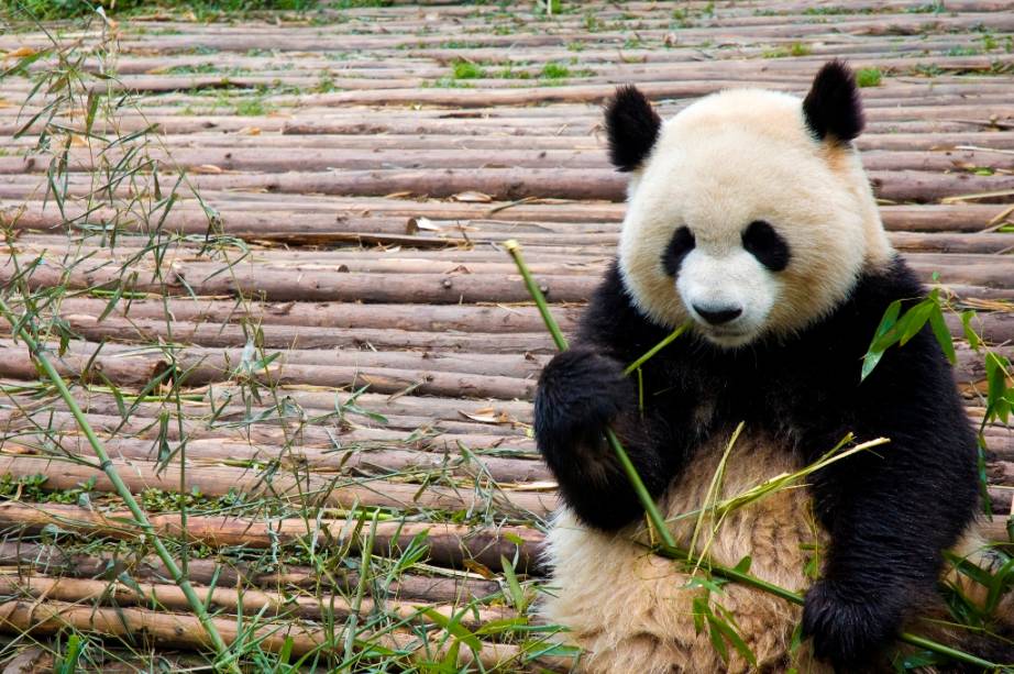 Os característicos pandas-gigantes são animais endêmicos da China, vivendo principalmente nas províncias de Shaanxi e Sichuan. Com uma alimentação a base de folhas e brotos de bambu, esses grandes mamíferos tornaram-se símbolo do conservacionismo, não só por sua graça, mas também por sua ameaçada existência. Os característicos pandas-gigantes são animais endêmicos da China, vivendo principalmente nas províncias de Shaanxi e Sichuan. Com uma alimentação a base de folhas e brotos de bambu, esses grandes mamíferos tornaram-se símbolo do conservacionismo, não só por sua graça, mas também por sua ameaçada existência.