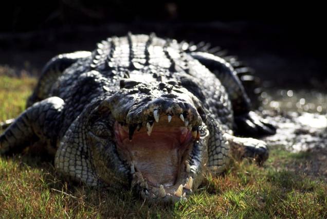 Grandes crocodilos já fizeram a fama cinematográfica de Queensland Grandes crocodilos já fizeram a fama cinematográfica de Queensland