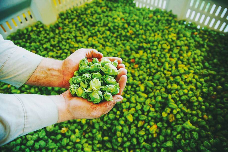 <strong>3. Fartar-se de lúpulo</strong> A febre das cervejas na Califórnia consolidou o gosto regional pelo lúpulo (<em>hop</em>, em inglês), ingrediente da receita-base de todas as brejas (que sempre levam, ainda, malte e levedura). Planta da família da maconha, o lúpulo dá aquele amargor silvestre à bebida e funciona como conservante natural, tanto que, no século 18, superdosava os barris que os britânicos mandavam à Índia - daí o termo <em>India pale ale</em> ("cerveja clara da Índia"), ou IPA (pronuncia-se "ái-pi-ei"), o suco de uva dos hipsters californianos. Enquanto o índice de amargor (International Biterness Unit, ou IBU) de uma Brahma não passa de 15 pontos, e a de uma pilsen tcheca, de 45, uma imperial IPA pode chegar a 120 pontos. Não raro, as IPAs também são mais alcoólicas, com teor acima dos 7%. <strong>3. Fartar-se de lúpulo</strong> A febre das cervejas na Califórnia consolidou o gosto regional pelo lúpulo (<em>hop</em>, em inglês), ingrediente da receita-base de todas as brejas (que sempre levam, ainda, malte e levedura). Planta da família da maconha, o lúpulo dá aquele amargor silvestre à bebida e funciona como conservante natural, tanto que, no século 18, superdosava os barris que os britânicos mandavam à Índia - daí o termo <em>India pale ale</em> ("cerveja clara da Índia"), ou IPA (pronuncia-se "ái-pi-ei"), o suco de uva dos hipsters californianos. Enquanto o índice de amargor (International Biterness Unit, ou IBU) de uma Brahma não passa de 15 pontos, e a de uma pilsen tcheca, de 45, uma imperial IPA pode chegar a 120 pontos. Não raro, as IPAs também são mais alcoólicas, com teor acima dos 7%.