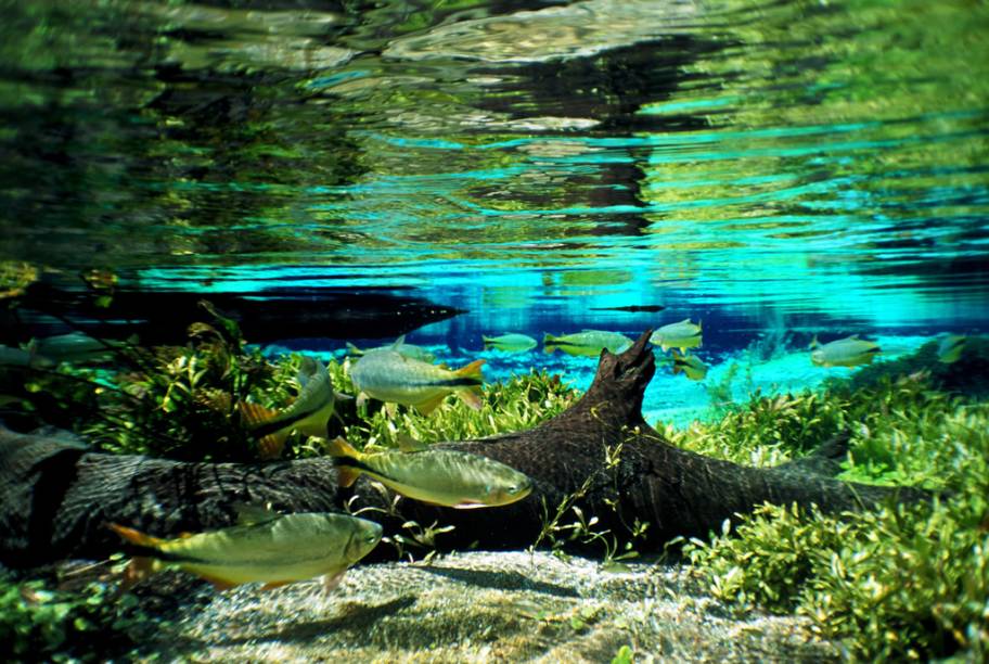 No <a href="https://riosucuri.com.br/" target="_blank" rel="noopener"><strong>Rio Sucuri</strong></a>, o calcário e as cascas de caramujo dão um tom impressionante de azul à água, que se mistura com tons verdes, vermelhos e amarelos da vegetação No <a href="https://riosucuri.com.br/" target="_blank" rel="noopener"><strong>Rio Sucuri</strong></a>, o calcário e as cascas de caramujo dão um tom impressionante de azul à água, que se mistura com tons verdes, vermelhos e amarelos da vegetação