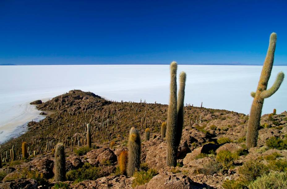A Isla del Pescado, ou de los Pescadores, é uma elevação sobre o Salar de Uyuni. Uma de suas principais características são os pés de cactos gigantes, que podem chegar a mais de 10 metros de altura A Isla del Pescado, ou de los Pescadores, é uma elevação sobre o Salar de Uyuni. Uma de suas principais características são os pés de cactos gigantes, que podem chegar a mais de 10 metros de altura