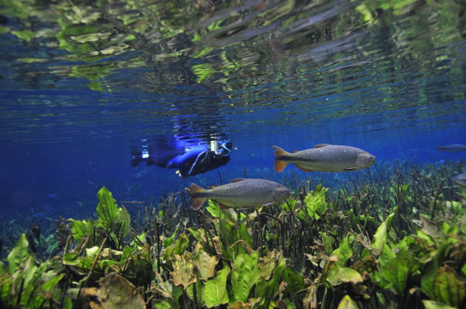 No <a href="https://www.aquarionatural.com.br/" target="_blank" rel="noopener"><strong>Aquário Natural</strong></a>, o visitante recebe treinamento de flutuação numa piscina natural antes de cair no Rio No <a href="https://www.aquarionatural.com.br/" target="_blank" rel="noopener"><strong>Aquário Natural</strong></a>, o visitante recebe treinamento de flutuação numa piscina natural antes de cair no Rio
