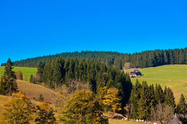 Com área de 12 mil quilômetros quadrados, a Floresta Negra se localiza na região de Stuttgart, naAlemanha. Ela ganhou esse nome graças à densa presença de coníferas, árvores altas e cujos troncos são tão escuros que chegam a tapar a luz do Sol Com área de 12 mil quilômetros quadrados, a Floresta Negra se localiza na região de Stuttgart, naAlemanha. Ela ganhou esse nome graças à densa presença de coníferas, árvores altas e cujos troncos são tão escuros que chegam a tapar a luz do Sol
