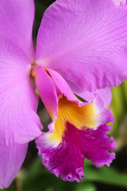 Na reserva Kautsky há cerca de 100 mil orquídeas e bromélias