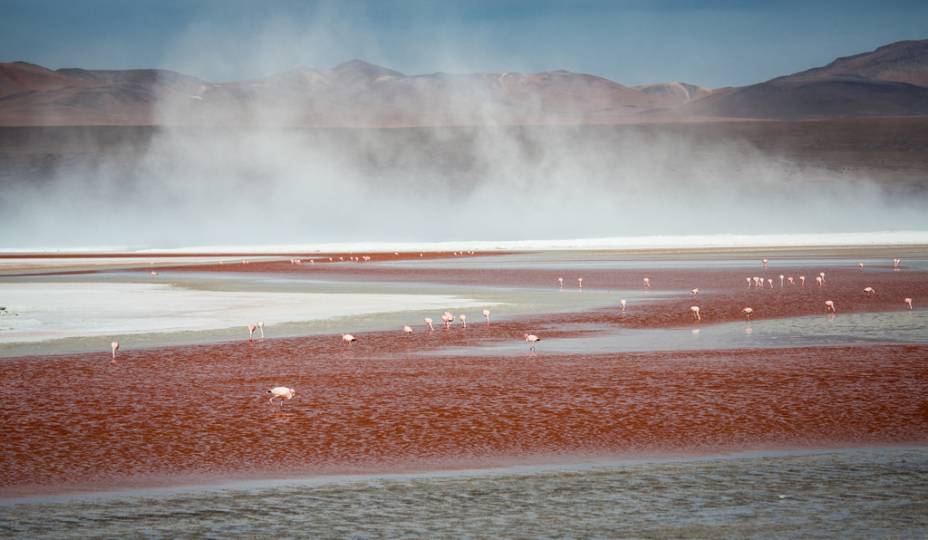 Flamingos na Laguna Colorada, <a href="https://viajeaqui.abril.com.br/paises/bolivia" rel="Bol&iacute;via" target="_blank">Bol&iacute;via</a>