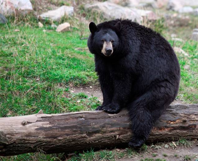 Ursos sempre foram personagens infantis populares, de Teddy Bear a Winnie-the-Pooh, mas o urso-negro (<em>Ursus americanus</em>) das resevas florestais norte-americanas seria eternizado pelos personagens Zé Colmeia e Catatau. Tal como sua versão ficcional, esses grandes onívoros estão sempre em busca da comida dos visitantes de parques como o de Yellowstone. Não tão grandes como seus primos grizzlies, eles também serviram de inspiração para a criação de Smokey, o mascote-símbolo da luta contra os incêndios florestais. Eles podem ser vistos em diversos parques da <a href="https://viajeaqui.abril.com.br/continentes/america-do-norte" rel="América do Norte" target="_blank">América do Norte</a>, como Glacier, Yosemite e Great Smoky Mountains, onde também vivem variações de pelagem marrom Ursos sempre foram personagens infantis populares, de Teddy Bear a Winnie-the-Pooh, mas o urso-negro (<em>Ursus americanus</em>) das resevas florestais norte-americanas seria eternizado pelos personagens Zé Colmeia e Catatau. Tal como sua versão ficcional, esses grandes onívoros estão sempre em busca da comida dos visitantes de parques como o de Yellowstone. Não tão grandes como seus primos grizzlies, eles também serviram de inspiração para a criação de Smokey, o mascote-símbolo da luta contra os incêndios florestais. Eles podem ser vistos em diversos parques da <a href="https://viajeaqui.abril.com.br/continentes/america-do-norte" rel="América do Norte" target="_blank">América do Norte</a>, como Glacier, Yosemite e Great Smoky Mountains, onde também vivem variações de pelagem marrom