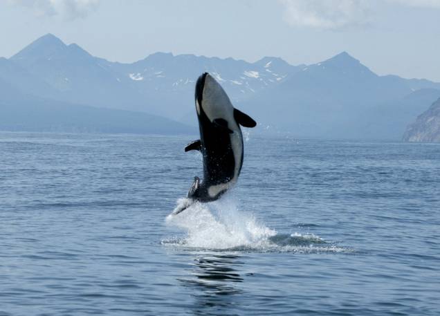 As orcas (<em>Orcinus orca</em>) foram também eternizadas em filmes como Orca, a Baleia Assassina, e Free Willy. É um dos mamíferos com maior distribuição geográfica no planeta, vivendo em praticamente todos os mares, sendo vista inclusive no Mediterrâneo e no Brasil. Além de aquários especializados, um encontro na natureza é mais fácil na baía de Vancouver, na costa da Islândia, em águas argentinas e nos mares de Behring e do Norte. Ah, e antes que nos esqueçamos, esse mamífero é o mascote dos torcedores do Peixe, vai entender... As orcas (<em>Orcinus orca</em>) foram também eternizadas em filmes como Orca, a Baleia Assassina, e Free Willy. É um dos mamíferos com maior distribuição geográfica no planeta, vivendo em praticamente todos os mares, sendo vista inclusive no Mediterrâneo e no Brasil. Além de aquários especializados, um encontro na natureza é mais fácil na baía de Vancouver, na costa da Islândia, em águas argentinas e nos mares de Behring e do Norte. Ah, e antes que nos esqueçamos, esse mamífero é o mascote dos torcedores do Peixe, vai entender...