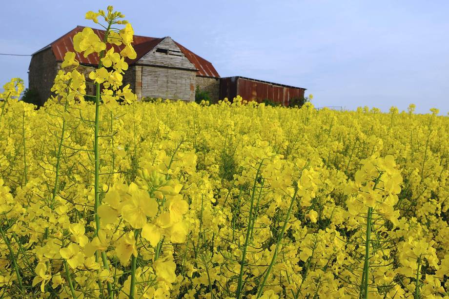 Campos de canola na primavera em Cotswolds