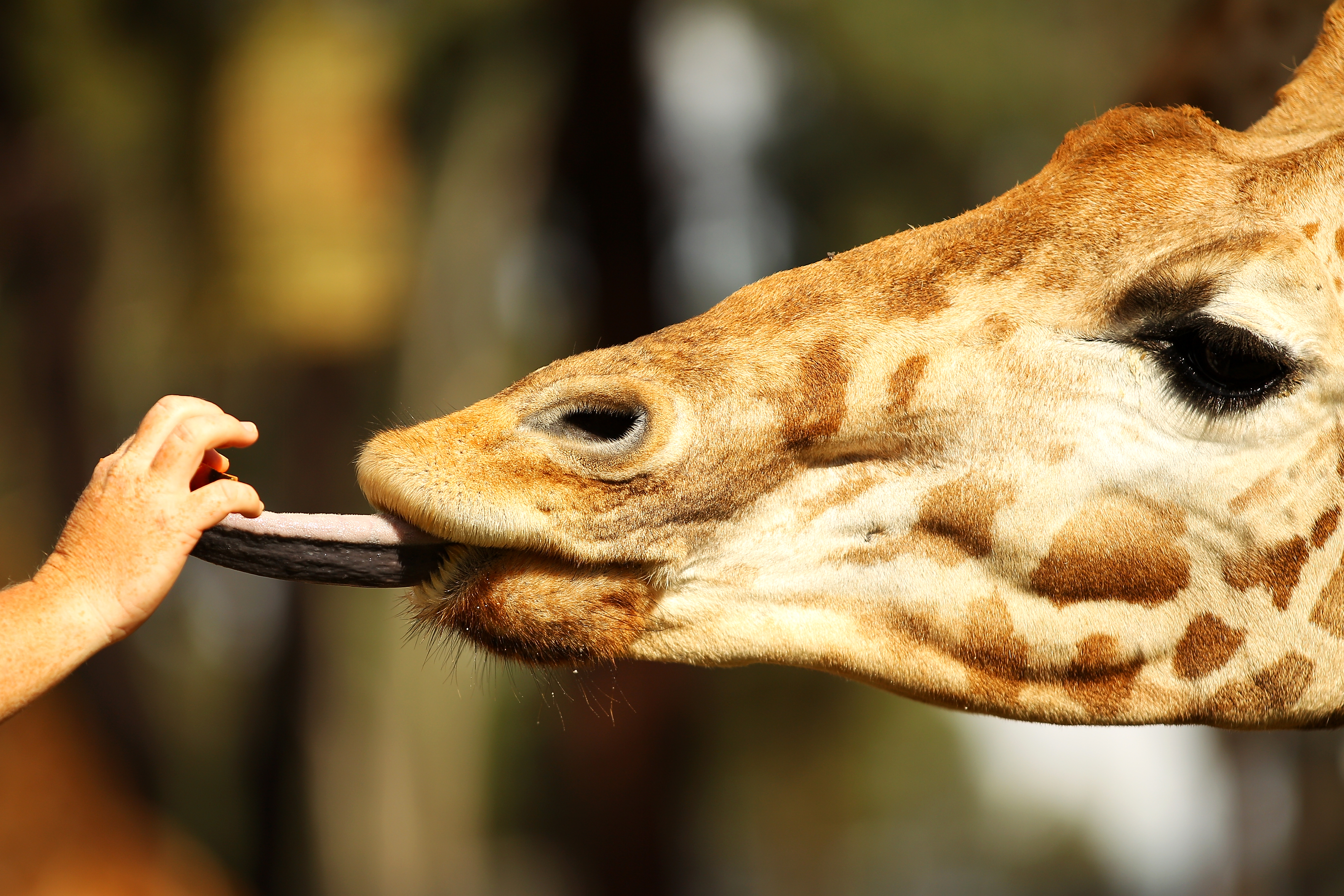 <strong>Taronga Zoo, Sydney, Austr&aacute;lia</strong>Considerado o principal zool&oacute;gico da <a href="https://viajeaqui.abril.com.br/paises/australia" rel="Austr&aacute;lia" target="_self">Austr&aacute;lia</a>, o <a href="https://viajeaqui.abril.com.br/estabelecimentos/australia-sydney-atracao-taronga-zoo" rel="Taronga Zoo" target="_self">Taronga Zoo</a>, em <a href="https://viajeaqui.abril.com.br/cidades/australia-sydney" rel="Sydney" target="_self">Sydney</a>, &eacute; o lugar ideal para conhecer os animais &uacute;nicos do pa&iacute;s. <a href="https://viajeaqui.abril.com.br/materias/fotos-de-animais-os-mais-rapidos-e-os-mais-fortes?foto=5#5" rel="Cangurus" target="_self">Cangurus</a>, <a href="https://viajeaqui.abril.com.br/materias/volta-ao-mundo-em-17-animais?foto=6#6" rel="coalas" target="_self">coalas</a>, dem&ocirc;nios-da-tasm&acirc;nia e ornitorrincos s&atilde;o algumas das esp&eacute;cies. Voc&ecirc; pode ser &ldquo;tratador por um dia&rdquo;, um programa no qual o visitante ficar&aacute; respons&aacute;vel pela alimenta&ccedil;&atilde;o e cuidados de um animal espec&iacute;fico, como a <a href="https://viajeaqui.abril.com.br/materias/fotos-dos-maiores-animais-do-planeta?foto=6#6" rel="girafa" target="_self">girafa</a> da foto