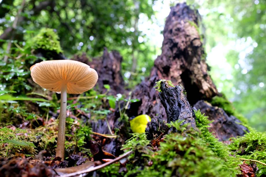 Durante as caminhadas, fique atento a detalhes, como as flores silvestres e cogumelos, que rendem ótimos cliques Durante as caminhadas, fique atento a detalhes, como as flores silvestres e cogumelos, que rendem ótimos cliques