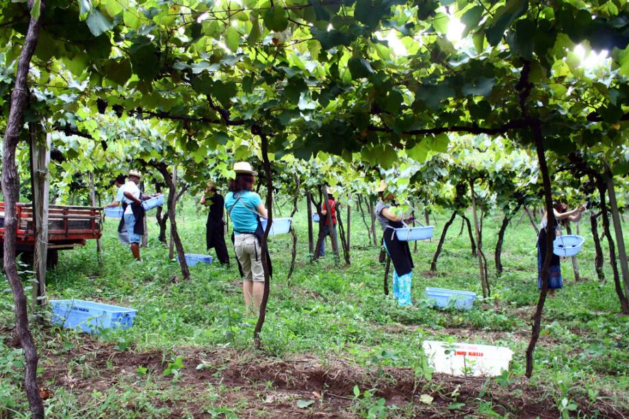 Visitantes participando da colheita de uva na vinícola Luiz Valduga & Filho, no Vale dos Vinhedos,  em Bento Gonçalves