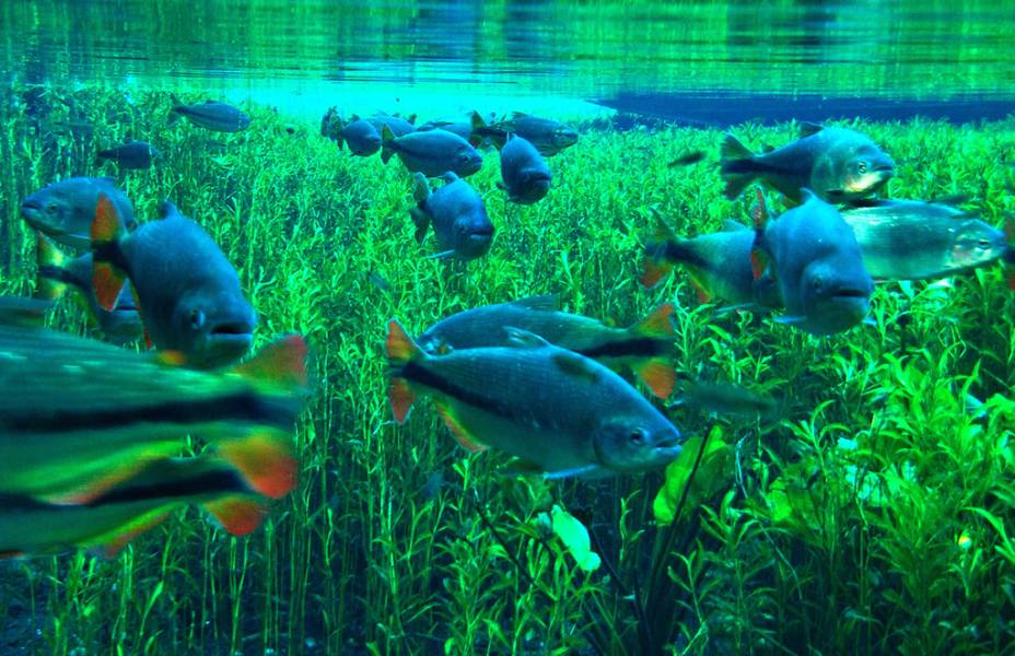 Com rios e lagoas cristalinas, <strong>Bonito</strong> é o maior playground do ecoturismo brasileiro