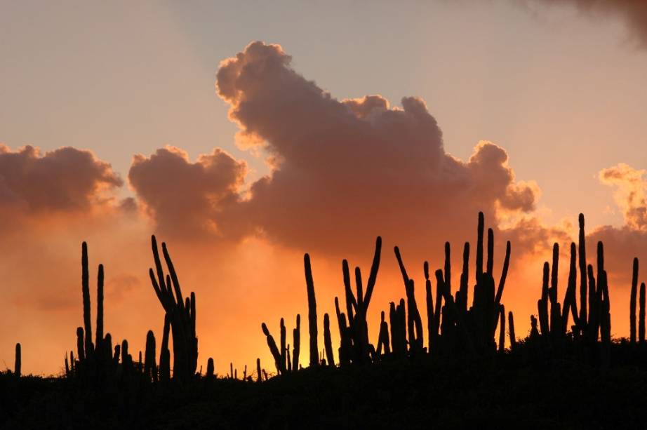 O <strong>Caribe </strong>possui um clima bem agradável em boa parte do ano. A temperatura raramente sai da faixa entre 23 e 30 graus – muito agradável, portanto – e mesmo quando passa disso os ventos tornam o tempo ameno. O problema é quando realmente venta de verdade. Os meses entre junho e novembro costuma vir acompanhados de <strong>furacões </strong>e os hotéis e resorts sabem disso e oferecem grandes descontos. Fora da linha das tempestades de verão – portanto, menos propícias a grandes chuvas e céu cinza – estão destinos como <strong>Aruba</strong>, <strong>Barbados</strong>, <strong>Bonaire</strong>, <strong>Curaçao</strong>, <strong>San Andrés</strong>, <strong>Trinidad e Tobago</strong> e as <strong>ilha venezuelanas</strong>. Aruba possui um clima semi-árido em seu interior, resultado dos baixos índices de pluviosidade da região. Cactos são uma constante em sua paisagem.