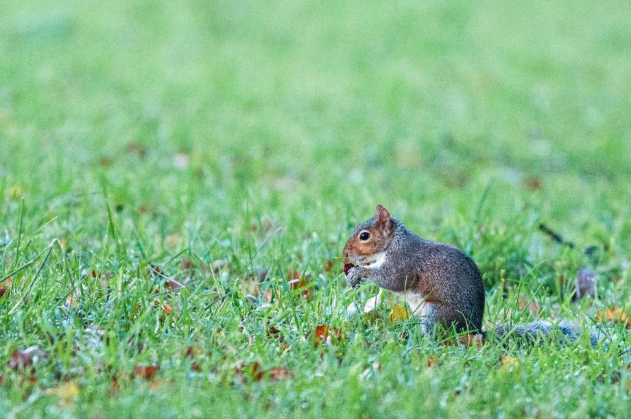 E um dos mais fáceis: os esquilos E um dos mais fáceis: os esquilos