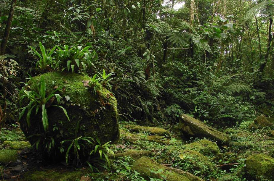 A Trilha do Ouro é o mais famoso atrativo do Parque Nacional da Serra da Bocaina, com trechos de piso pé-de-moleque, cachoeiras e contato direto com a Mata Atlântica. A partir da portaria do parque são três dias de caminhada, começando com 23 quilômetros e duas cachoeiras para contemplação. Depois outros 10 quilômetros no segundo dia, com vista para a Cachoeira dos Veados e 18 quilômetros no terceiro, onde concentra o calçamento pé-de-moleque e a mata mais fechada