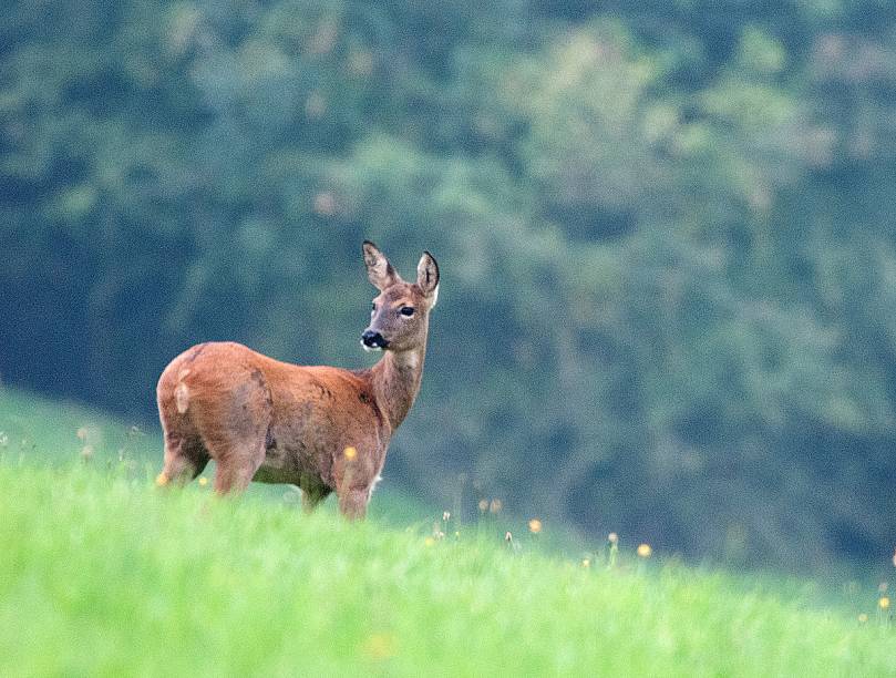 O clima campestre proporciona o encontro com animaizinhos como este