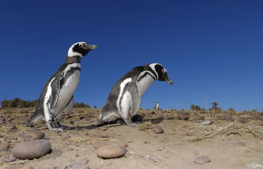 A Isla Martillo é o hábitat de mais de seis mil pinguins de Magalhães entre outubro e abril. No passeio de catamarã ou em caminhadas, é possível ver os animais de perto