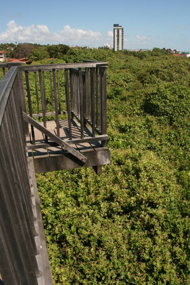 Vista do mirante do maior cajueiro do mundo, em Pirangi do Norte Vista do mirante do maior cajueiro do mundo, em Pirangi do Norte