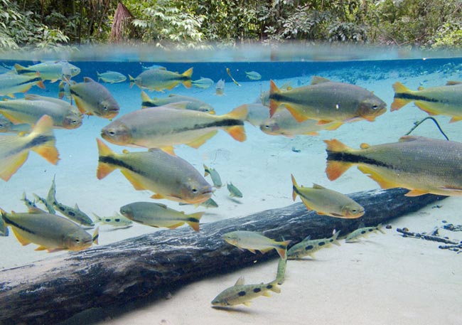 Piraputangas nas águas cristalinas na nascente do rio Salobra, no Aquário Encantado - como é chamada essa região pelos moradores locais do distrito de Bom Jardim, que pertence a Nobres, no Mato Grosso.