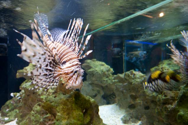 Neste aquário, o visitante é convidado a encontrar o peixe venenoso. Há uma anêmona e um peixe palhaço, que embora se alimentem de outros peixes, convivem pacificamente Neste aquário, o visitante é convidado a encontrar o peixe venenoso. Há uma anêmona e um peixe palhaço, que embora se alimentem de outros peixes, convivem pacificamente