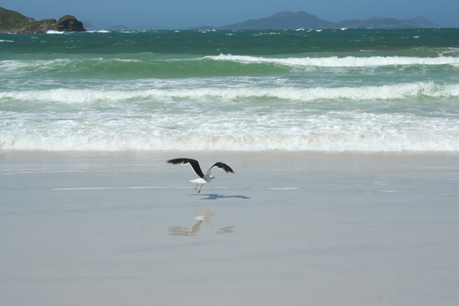 Gaivota na Praia do Pontal