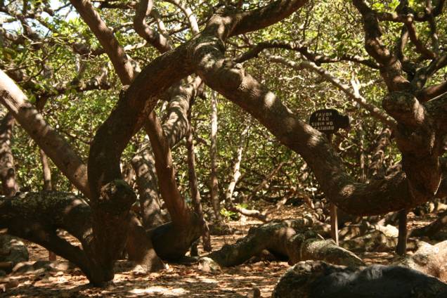 Em Pirangi do Norte está o maior cajueiro do mundo. A visita é rápida, mas vale a pena: por uma mutação genética, sua copa cresce muito e ocupa, hoje, uma área equivalente a um campo de futebol. Em Pirangi do Norte está o maior cajueiro do mundo. A visita é rápida, mas vale a pena: por uma mutação genética, sua copa cresce muito e ocupa, hoje, uma área equivalente a um campo de futebol.