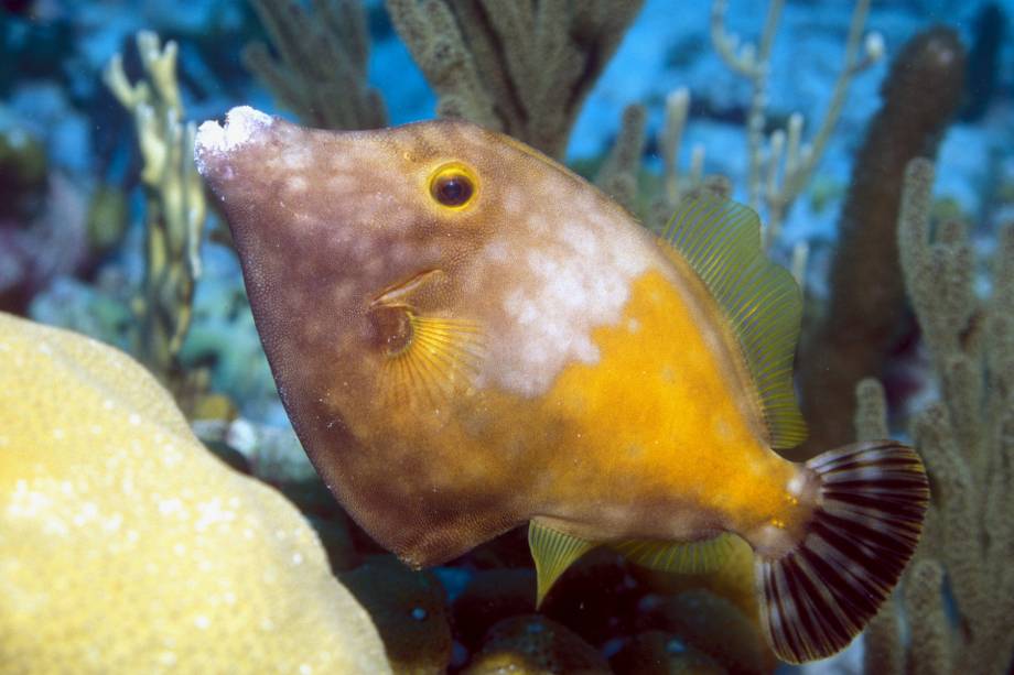 Mergulho em Pink Beach, no <a href="https://viajeaqui.abril.com.br/cidades/bonaire-kralendijk" rel="Bonaire" target="_blank"><strong>Bonaire</strong></a>