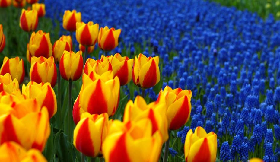 No parque botânico de Keukenhof, em Lisse, as tulipas são atração principal. Milhares de flores da espécie ficam expostas algumas semanas por ano em enormes jardins No parque botânico de Keukenhof, em Lisse, as tulipas são atração principal. Milhares de flores da espécie ficam expostas algumas semanas por ano em enormes jardins