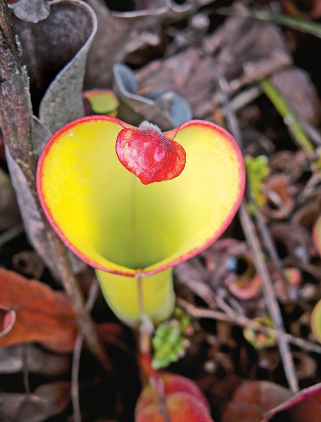 A heliamphora, uma das belas esp&eacute;cies vegetais end&ecirc;micas do Monte Roraima