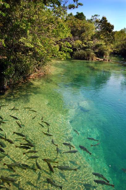 <strong>Balneário Municipal de Bonito</strong>: O passeio até o lugar pode ser procurado diretamente pelo turista <strong>Balneário Municipal de Bonito</strong>: O passeio até o lugar pode ser procurado diretamente pelo turista