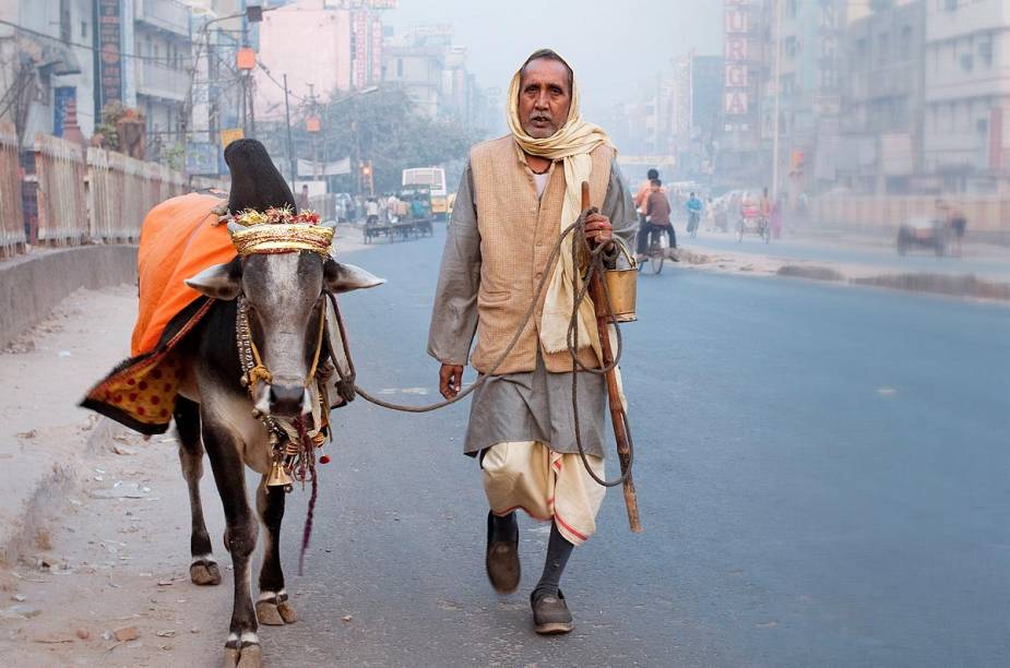 Vida boa de gado: a vaca &eacute; sagrad&iacute;ssima, e ai de quem ousar mexer com ela