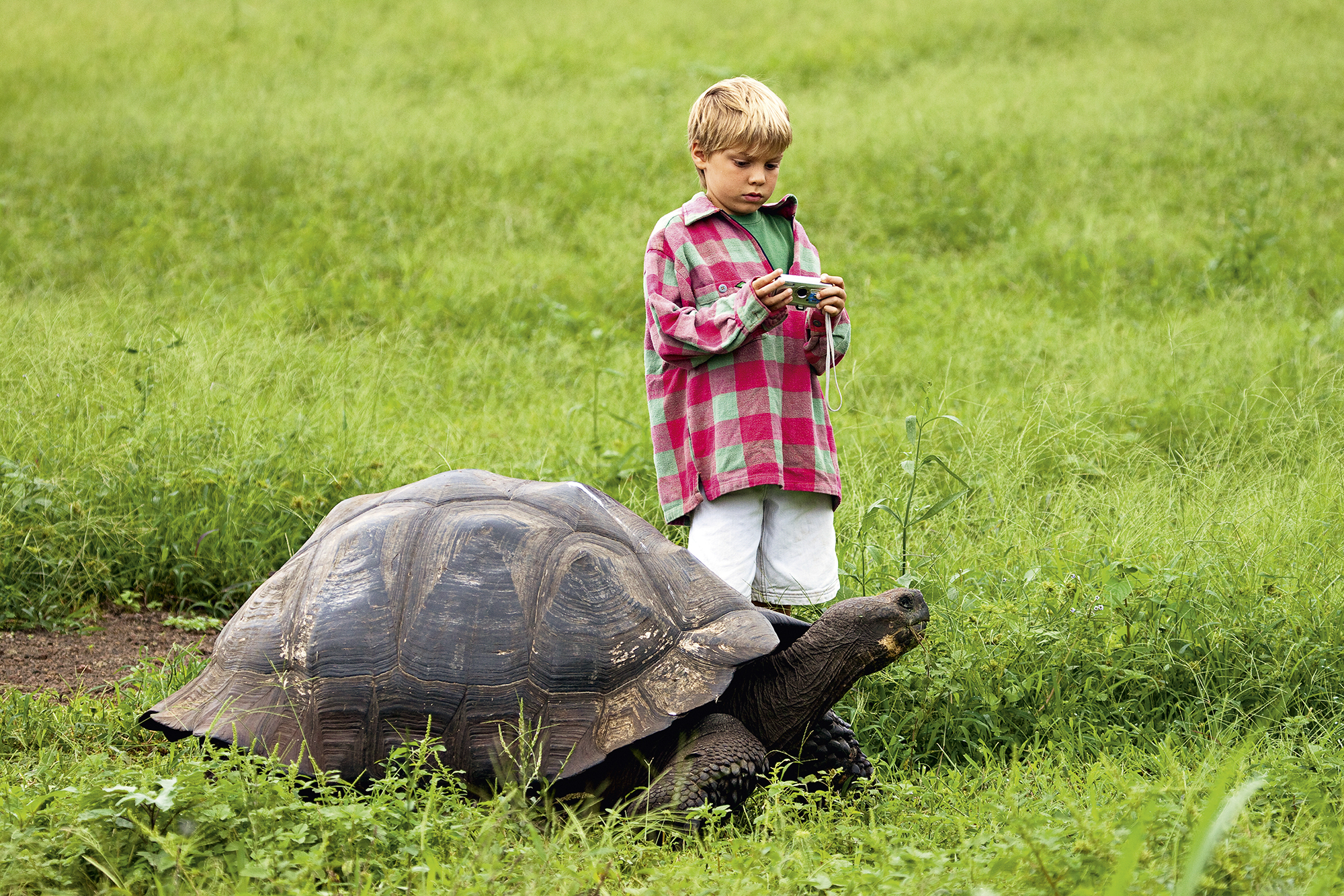 Tartaruga-das-Galápagos