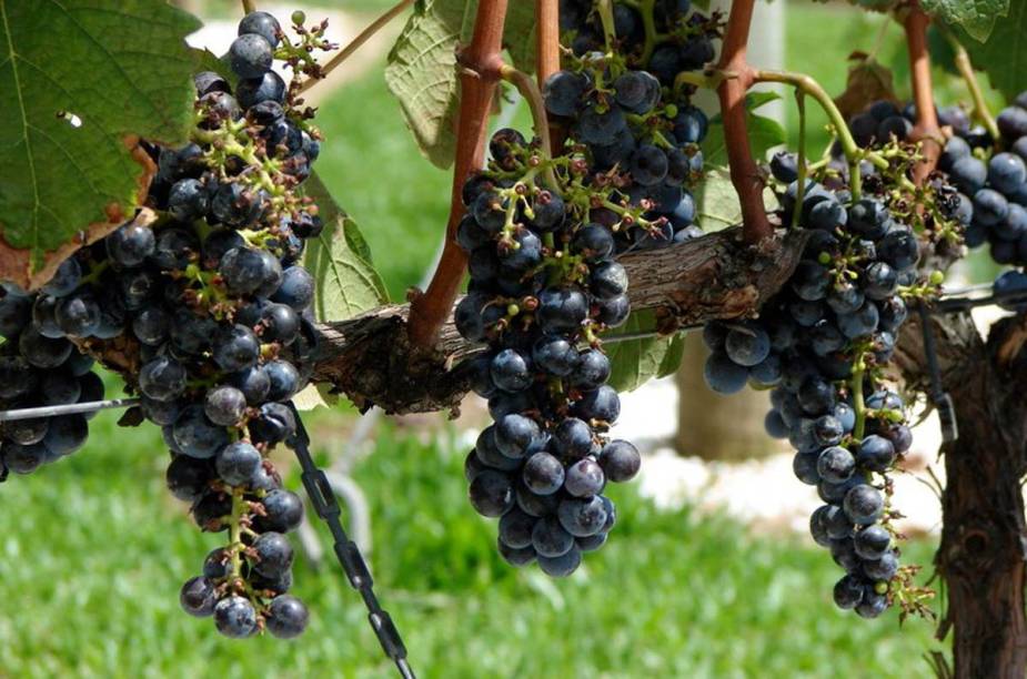 Uvas prontas para a colheira na Vinícola Miolo, Bento Gonçalves, Rio Grande do Sul