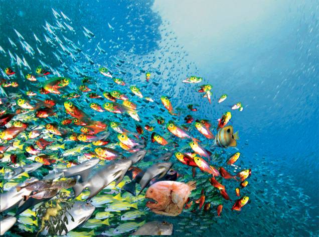 Mergulho em <strong>Turks e Caicos</strong> Mergulho em <strong>Turks e Caicos</strong>