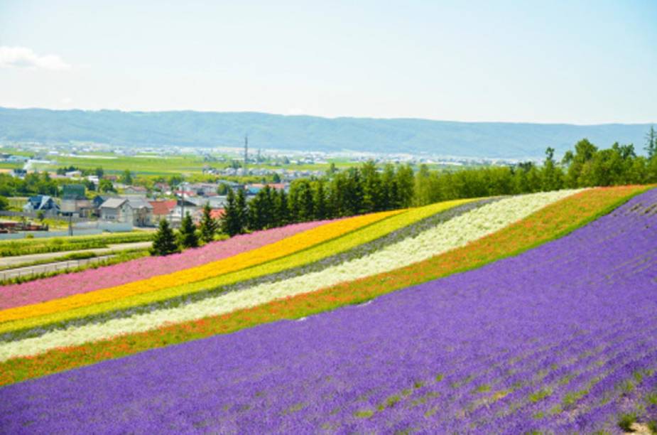 Campos de lavanda