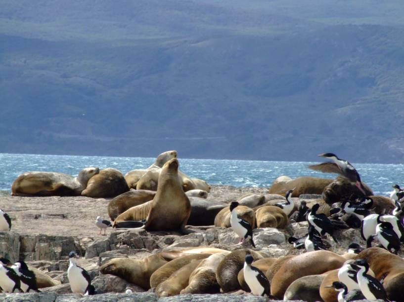 Durante o passeio pelo Canal de Beagle, em Ushuaia, o barco passa pela Isla de Los Lobos, onde leões marinhos se esparramam pelas pedras Durante o passeio pelo Canal de Beagle, em Ushuaia, o barco passa pela Isla de Los Lobos, onde leões marinhos se esparramam pelas pedras