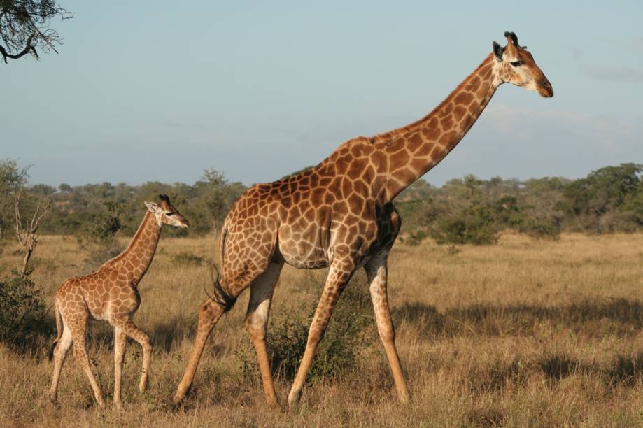 Mais de 5 mil girafas vivem no Kruger Park Mais de 5 mil girafas vivem no Kruger Park